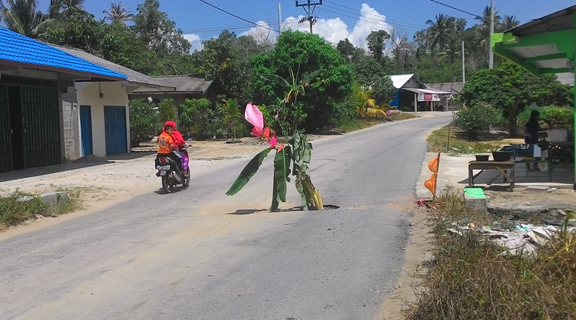 Untuk Mengatasi Kecelakaan, Warga KM 8 Kundur Menanam Pisang di Tengah Jalan