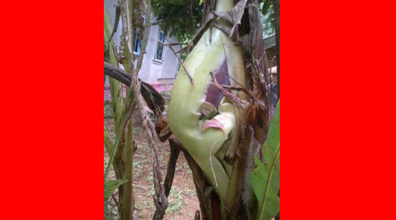 Pohon Pisang di Rohul Buahnya Muncul di Tengah Batang, Begini Bentuknya !