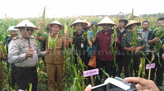 Bupati Karimun Panen Jagung di ladang persawahan Kundur Barat