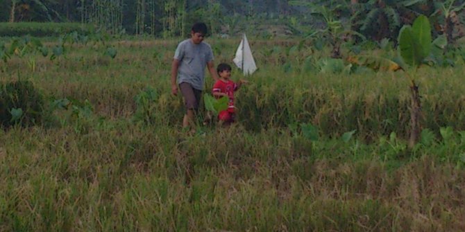 Produsen beras kembangkan sistem irigasi mikro unik di Palembang