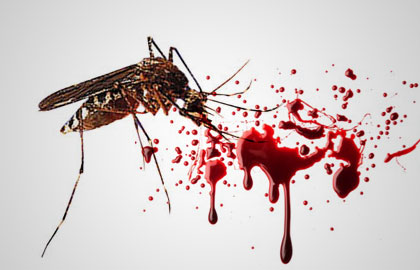10 Tips Mencegah Demam Berdarah Dengue (DBD)