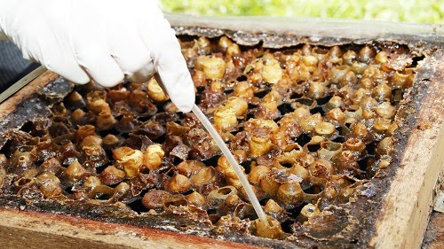 Mengenal Propolis Lebah Madu klanceng (Trigona sp/kelulut) asli indonesia