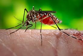Zika Terdeteksi Menyebar Lewat Kontak Fisik