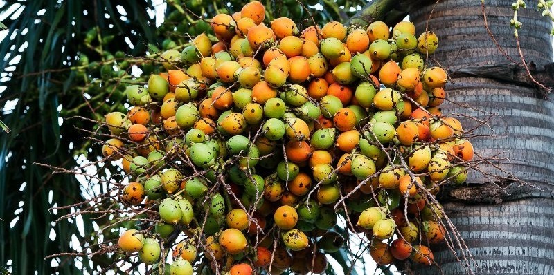 Rahasia Buah Pinang dalam Menguatkan Gigi