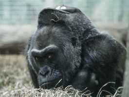 Ulang Tahun Gorila Tertua