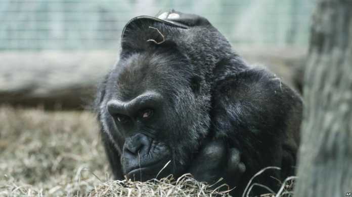 Ulang Tahun Gorila Tertua
