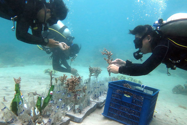 Kreatif, Transplantasi Karang Dengan Botol Bekas di Bali
