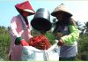 petani-cabai-merah