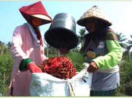 petani-cabai-merah
