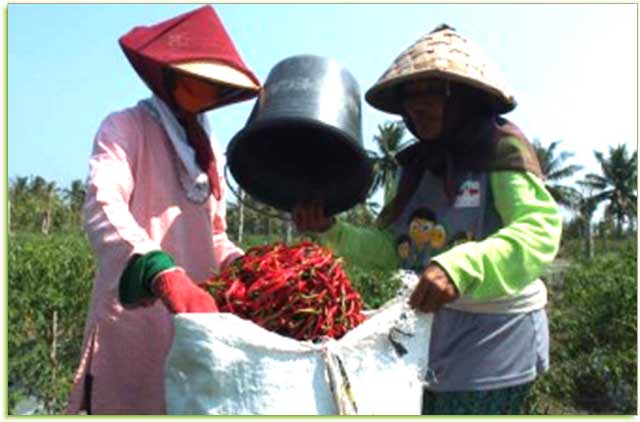 Petani Mengeluh, Cabai Merah Anjlok