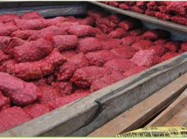 Ilustrasi Bawang dan garam ilegal