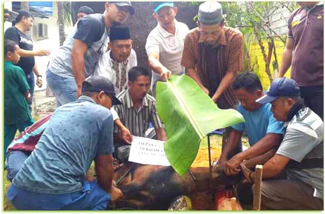 Cabjari Tanjung Batu Sembelih 3 Ekor Hewan Kurban Cabjari Tanjung Batu Sembelih 3 Ekor Hewan Kurban