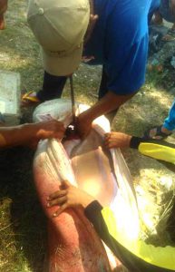 Ikan-Hiu-di-Perairan-Sawang,-Kundur-Barat-Kepulauan-Riau-(4)