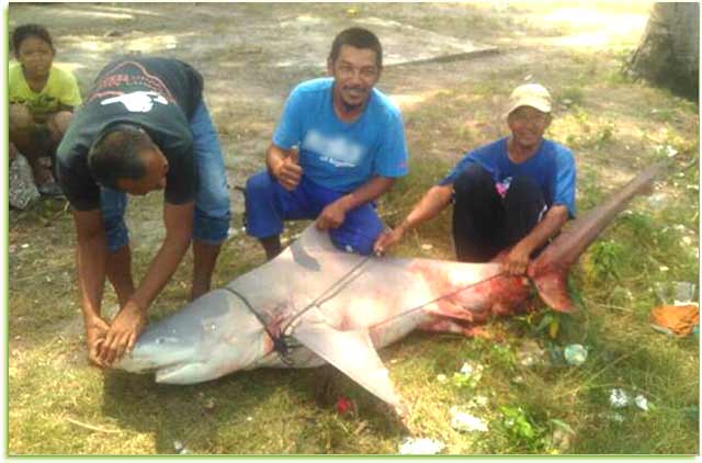 Ikan Hiu di Perairan Sawang, Kundur Barat Kepulauan Riau