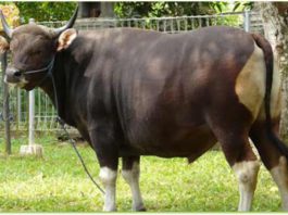 Sekitar-30-ribu-ekor-Sapi-Berada-di-Radius-Bahaya-Gunung-Agung