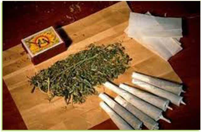 5 Pengedar Ganja 1,3 Kilogram Ditangkap di Batam 5 Pengedar Ganja 1,3 Kilogram Ditangkap di Batam