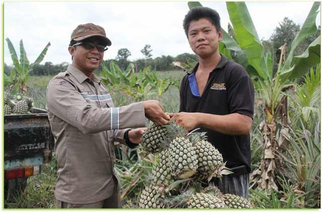 Sukseskan Ekspor Perdana Nanas di Pulau Kundur, Stasiun Karantina Pertanian Karimun Lakukan Mitigasi OPT kepada Petani