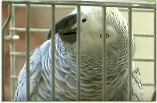 Tidak-Hanya-Bisa-Bicara,-Burung-ini-Hafal-Ayat-Alquran
