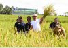 Wakil Gubernur Bali, Ketut Sudikerta saat membuka Temu Lapang dan Gelar Teknologi Padi Hibrida dan Panen Perdana Padi Hibrida bertempat di Subak Tajen, Kecamatan Penebel, Kabupaten Tabanan, (5/12).