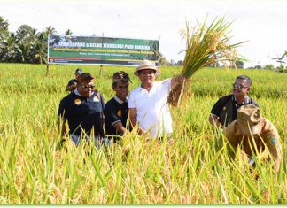 Wakil Gubernur Bali, Ketut Sudikerta saat membuka Temu Lapang dan Gelar Teknologi Padi Hibrida dan Panen Perdana Padi Hibrida bertempat di Subak Tajen, Kecamatan Penebel, Kabupaten Tabanan, (5/12).