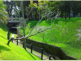 Pemerintah-Provinsi-Bali-menargetkan-Luas-Tutupan-Lahan-40%