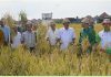 Panen padi unggul varietas M400 di Subak Dangin Umah, Desa Batuyang, Kecamatan Sukawati, Gianyar, Sabtu ( 6/1 ).