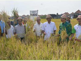 Panen padi unggul varietas M400 di Subak Dangin Umah, Desa Batuyang, Kecamatan Sukawati, Gianyar, Sabtu ( 6/1 ).