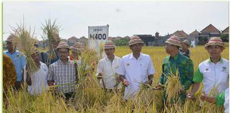 Panen padi unggul varietas M400 di Subak Dangin Umah, Desa Batuyang, Kecamatan Sukawati, Gianyar, Sabtu ( 6/1 ).