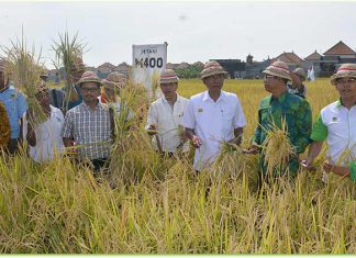 Panen padi unggul varietas M400 di Subak Dangin Umah, Desa Batuyang, Kecamatan Sukawati, Gianyar, Sabtu ( 6/1 ).