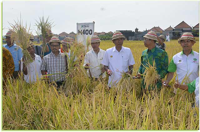 Panen padi unggul varietas M400 di Subak Dangin Umah, Desa Batuyang, Kecamatan Sukawati, Gianyar, Sabtu ( 6/1 ).