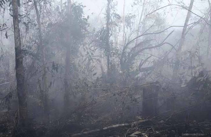 Dalam-Waktu-Satu-Bulan,-Kebakaran-Hutan-di-Sei-Ungar-Utara-Capai-50-Hektare Kebakaran hutan di wilayah Sei Ungar Utara, Kecamatan Kundur Utara, saat ini menyisakan asap-asap yang menimbulkan kabut