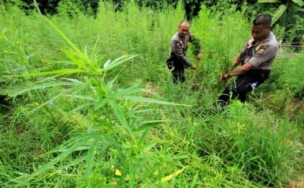 Dua Pria di Pangke Ditangkap Polisi Karena Tanam 23 Pohon Ganja di Hutan