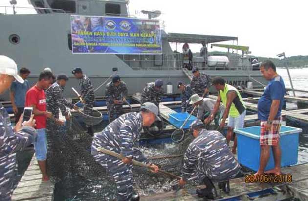 Seberat-700-Kg-Ikan-Kerapu-dari-Panen-Raya-Lanal-Tarempa Panen raya budidaya ikan kerapu di Desa Air Sena, Kecamatan Siantan Tengah, KKA, binaan Lanal Tarempa.