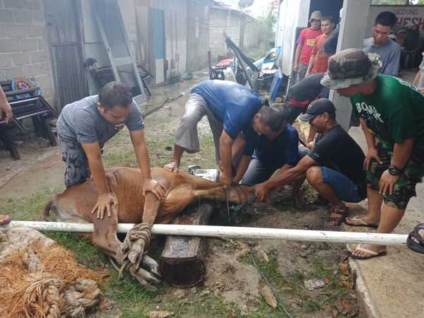 Penyembelihan hewan qurban Lanal TBK, Rabu (22/08/18).