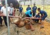 Penyembelihan hewan kurban di kantor kejaksaan Tanjungbatu, Rabu (22/08/18).