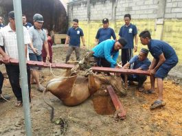 Penyembelihan hewan kurban di kantor kejaksaan Tanjungbatu, Rabu (22/08/18).