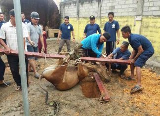 Penyembelihan hewan kurban di kantor kejaksaan Tanjungbatu, Rabu (22/08/18).