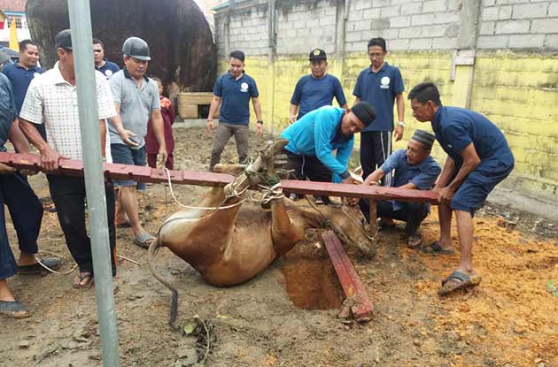 Penyembelihan hewan kurban di kantor kejaksaan Tanjungbatu, Rabu (22/08/18).