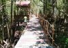 Wisata Hutan Mangrove Mengkuse