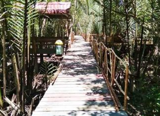 Wisata Hutan Mangrove Mengkuse