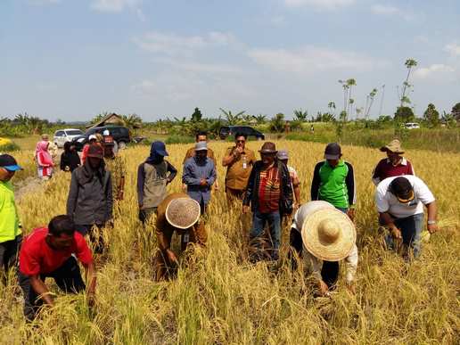 Lahan Padi Seluas 30 Ha di Tehak