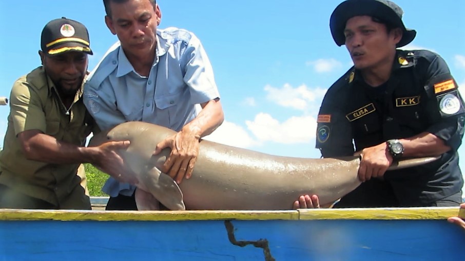 Ikan Dugong Tersangkut di Jaring Nelayan Ikan Dugong Tersangkut di Jaring Nelayan