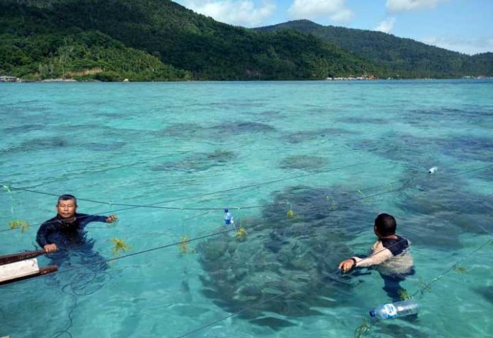 Penanaman-Bibit-Rumput-Laut-di-Pantai-Desa-Selambak,-Siantan-Timur Bupati Abdul Haris saat melakukan penanaman bibit rumput laut di pesisir pantai Desa Selambak, Ahad (23/06/2019).