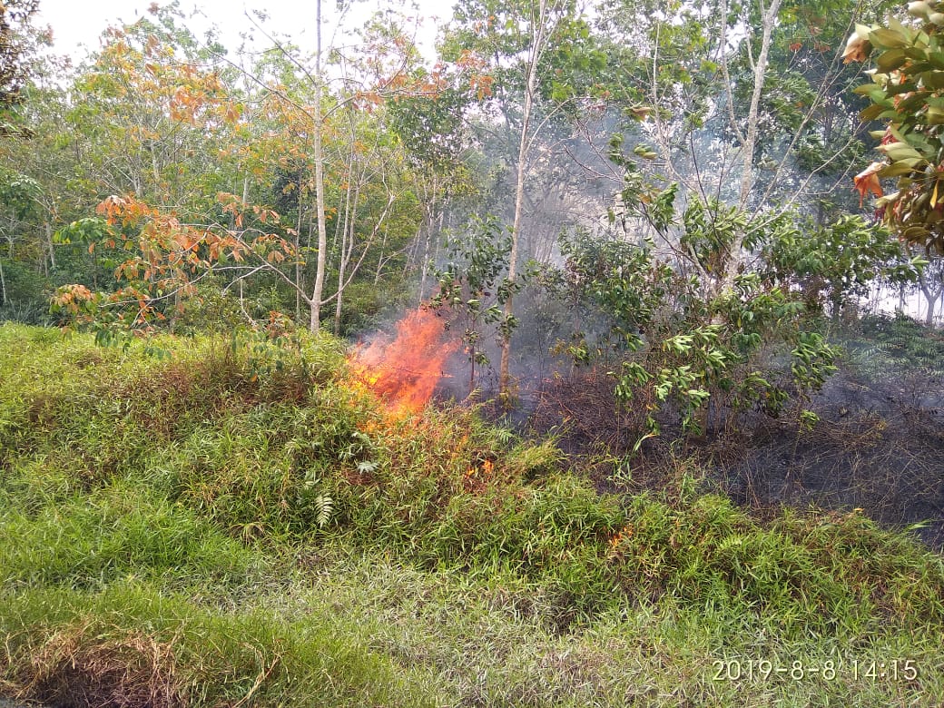 Bakar Lahan Hingga Terbakar, Petani Paya Togok Ditahan Polisi