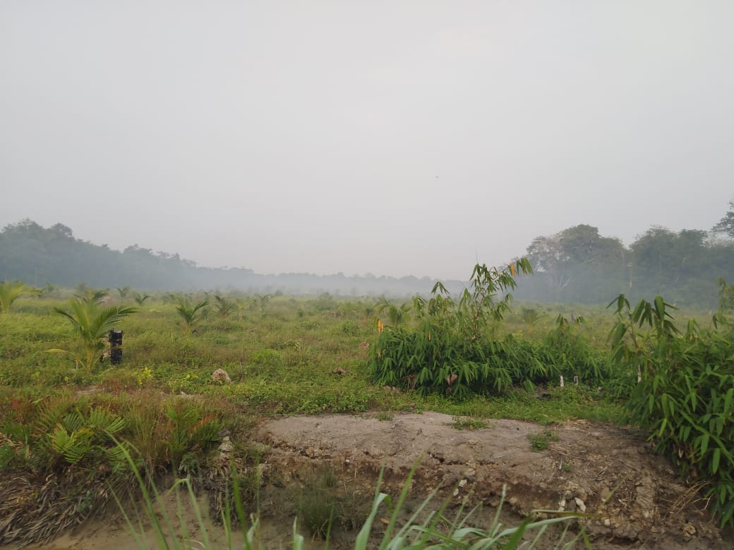 Akibat Karhutla di Kundur, Puluhan Petani Kehilangan Mata Pencaharian