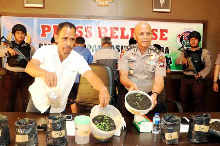 Polisi Tangkap Lima Pelaku Budidaya Ganja