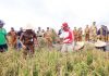 panen padi desa Gemuruh