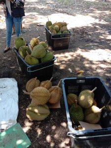 Durian Tanjungbatu