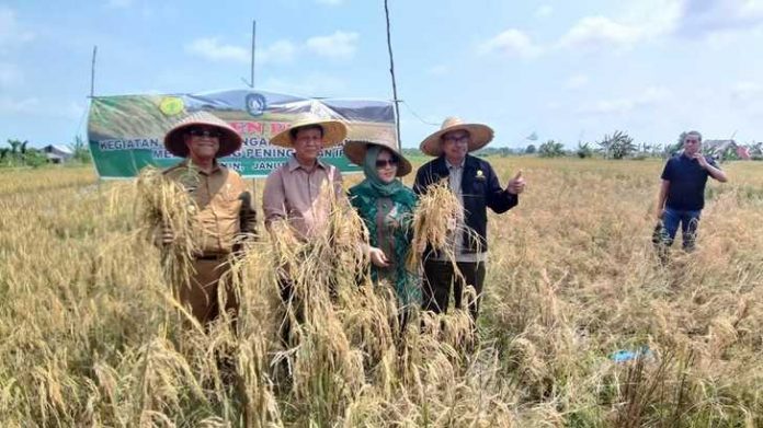 Panen padi di desa Teluk Radang