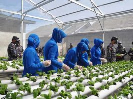 Tanaman Hidroponik Lanal Tbk